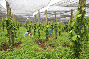 images974986_1_g
