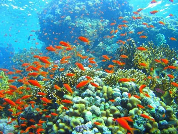 4-Dao-an-thoi-phu-quoc-mytour-5