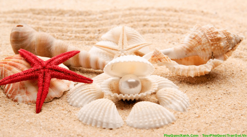đừng Bỏ Lỡ Cơ Hội Mua Sao Biển Gia Sieu Rẻ Tại Lang Chai Ham Ninh